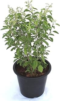 Kalfo Ayurvedic Tulsi Live Plant With Pot - Holy Basil for Home Garden and Pooja - Krishna Tulsi, Green
