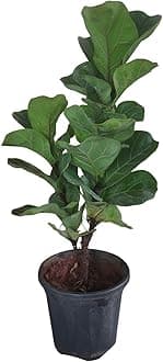 Garden Art Indoor LIve Plant With Grower's Pot | Healthy Air Purifying Plant With Grower's Pot | Best For Home, Office, Patio Decor (Ficus Lyrata Large)