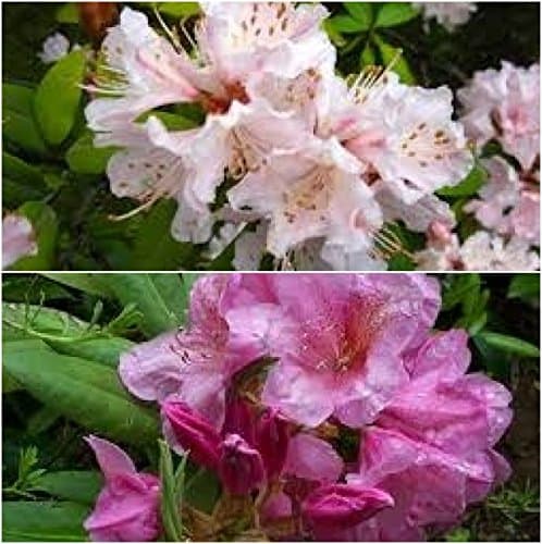 RHODODENDRON HYBRID SEEDS