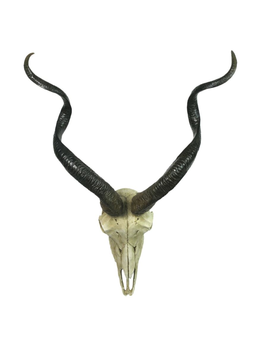 Unicorn Studio Kudu Skull Wall Décor, Natural