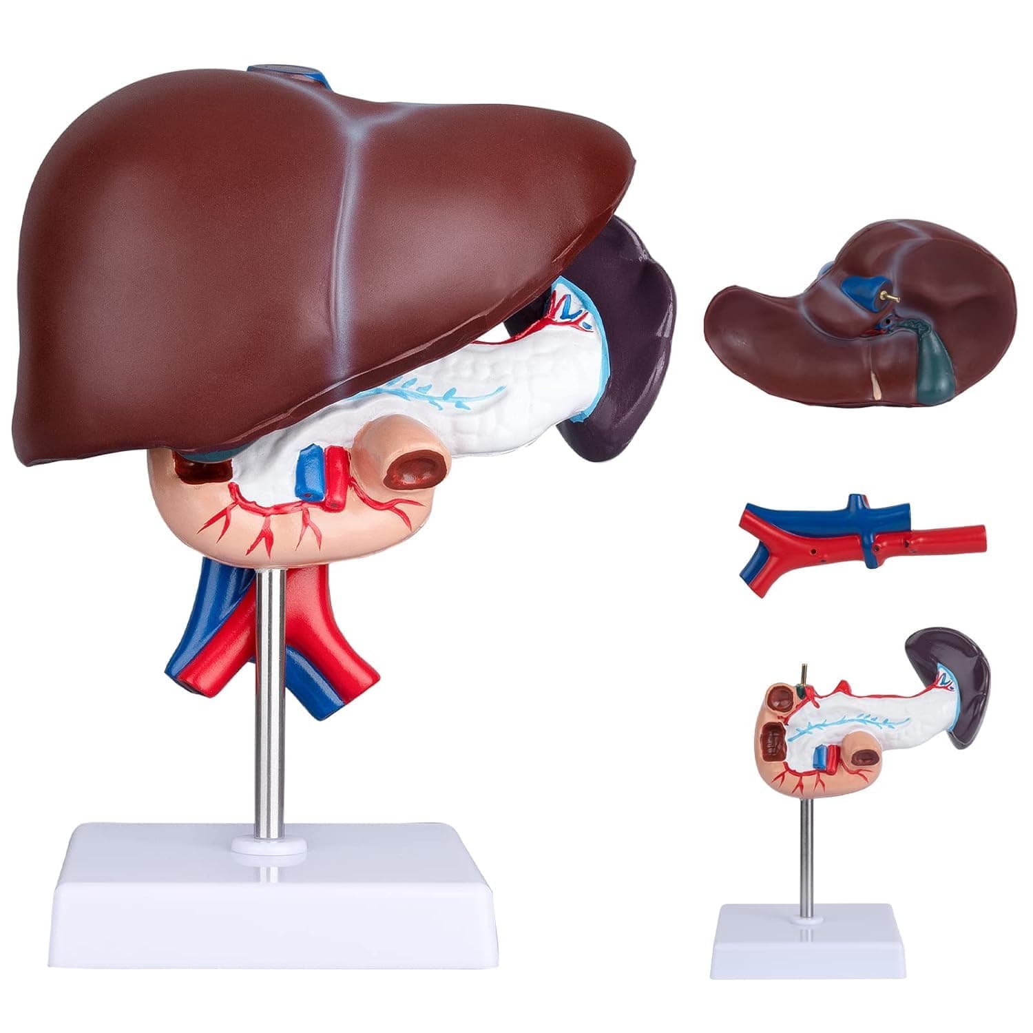 Liver Pancreas & Duodenum Anatomical Model – 3-Part Digestive System on Stand | Realistic Ducts & Vessels | Classroom & Patient Education | MYASKRO