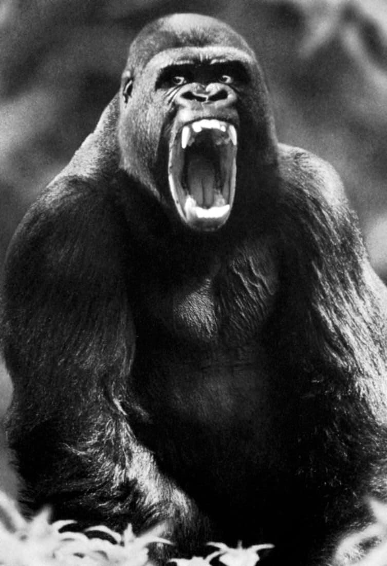 Artist Unknown Gorilla Poster, Huge Teeth, Ape, Primate, Monkey, Silverback Showing His Teeth