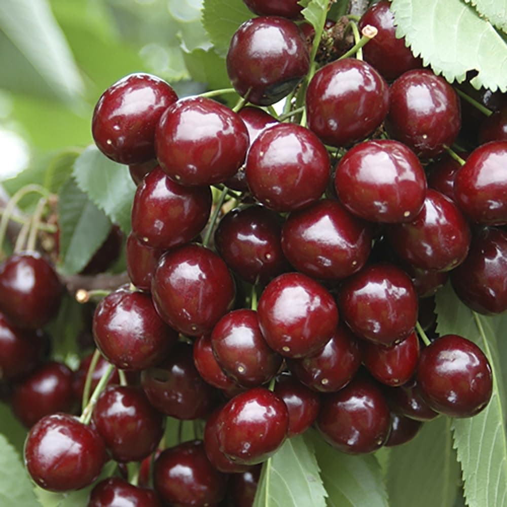 YouGarden Sweet Cherry 'Stella' Bare Root Tree, 1.2-1.4m Tall, Grow Your Own Fruit UK Gardens, Bare Root Cherry Tree for Gardens