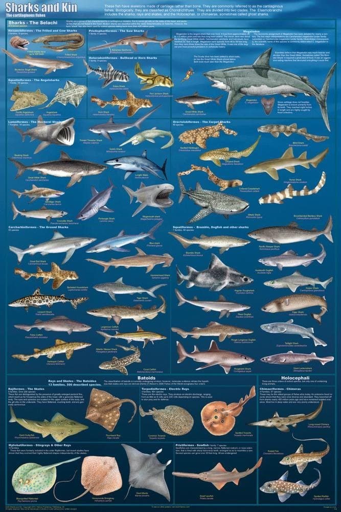 Laminated Sharks And Kin Educational Poster Chart 24X36