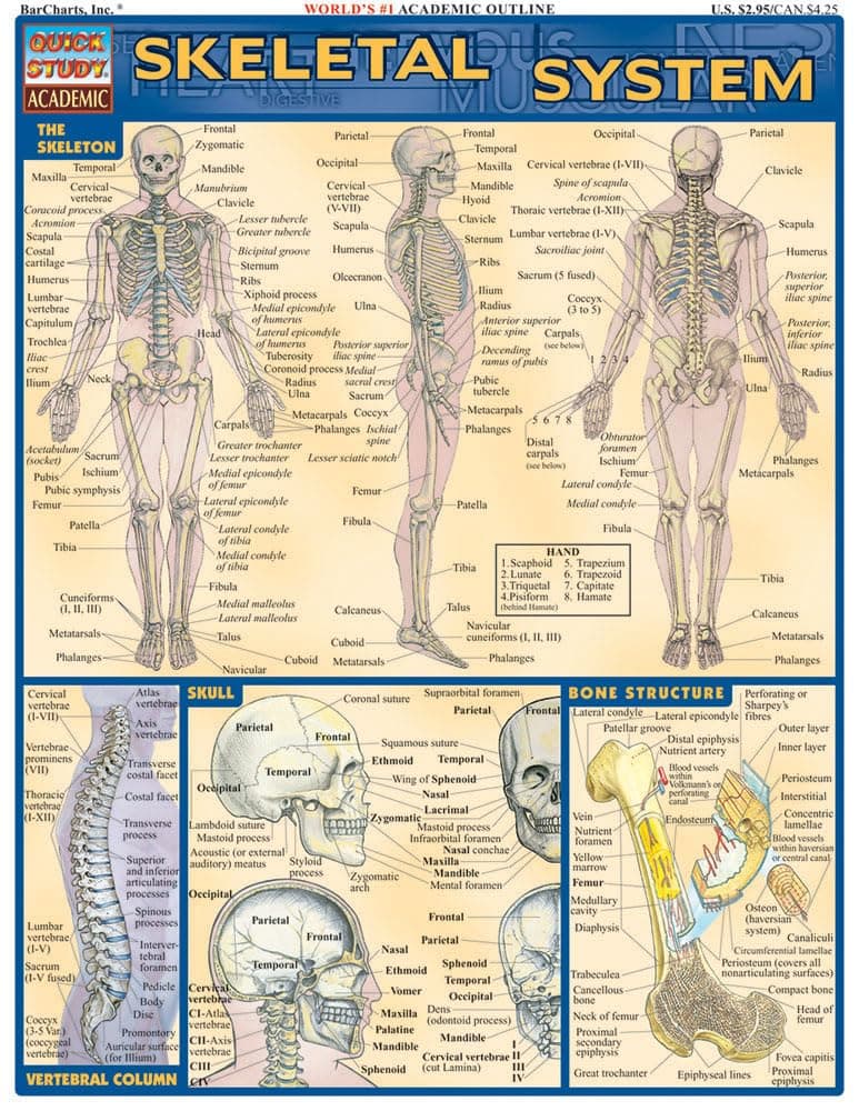 Skeletal System: QuickStudy Laminated Reference Guide