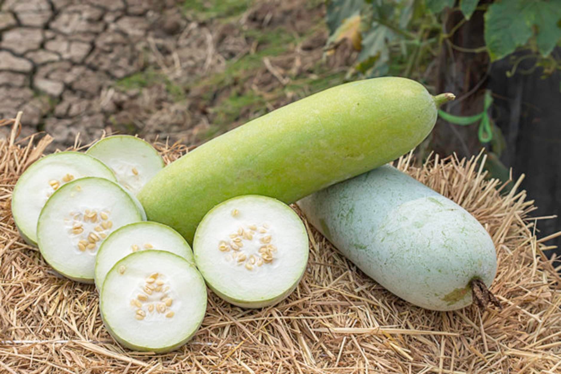 Ash Gourd Winter Melon Benincasa Hispida 5 Seeds