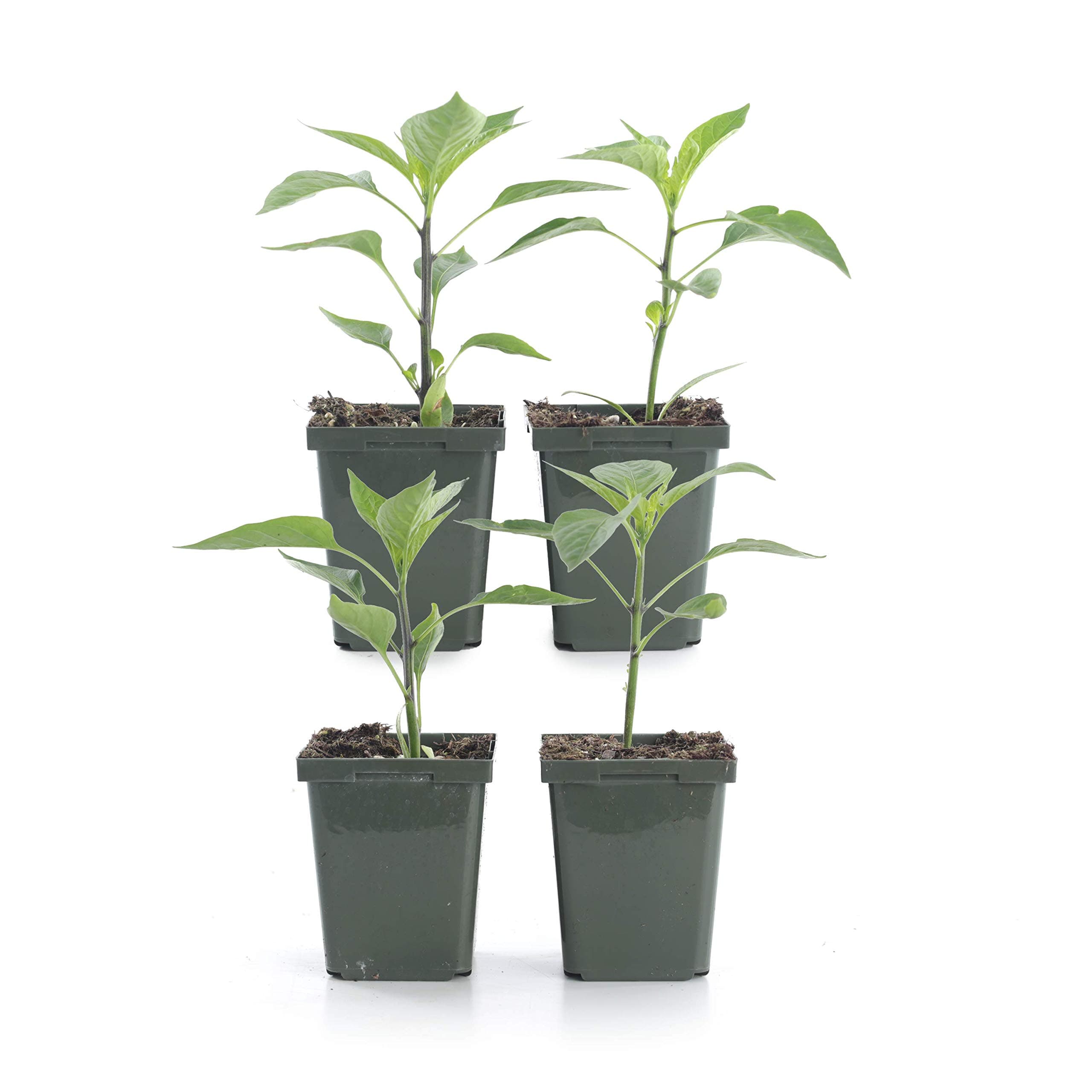 Pepper - Bell - Red (Set of 4)