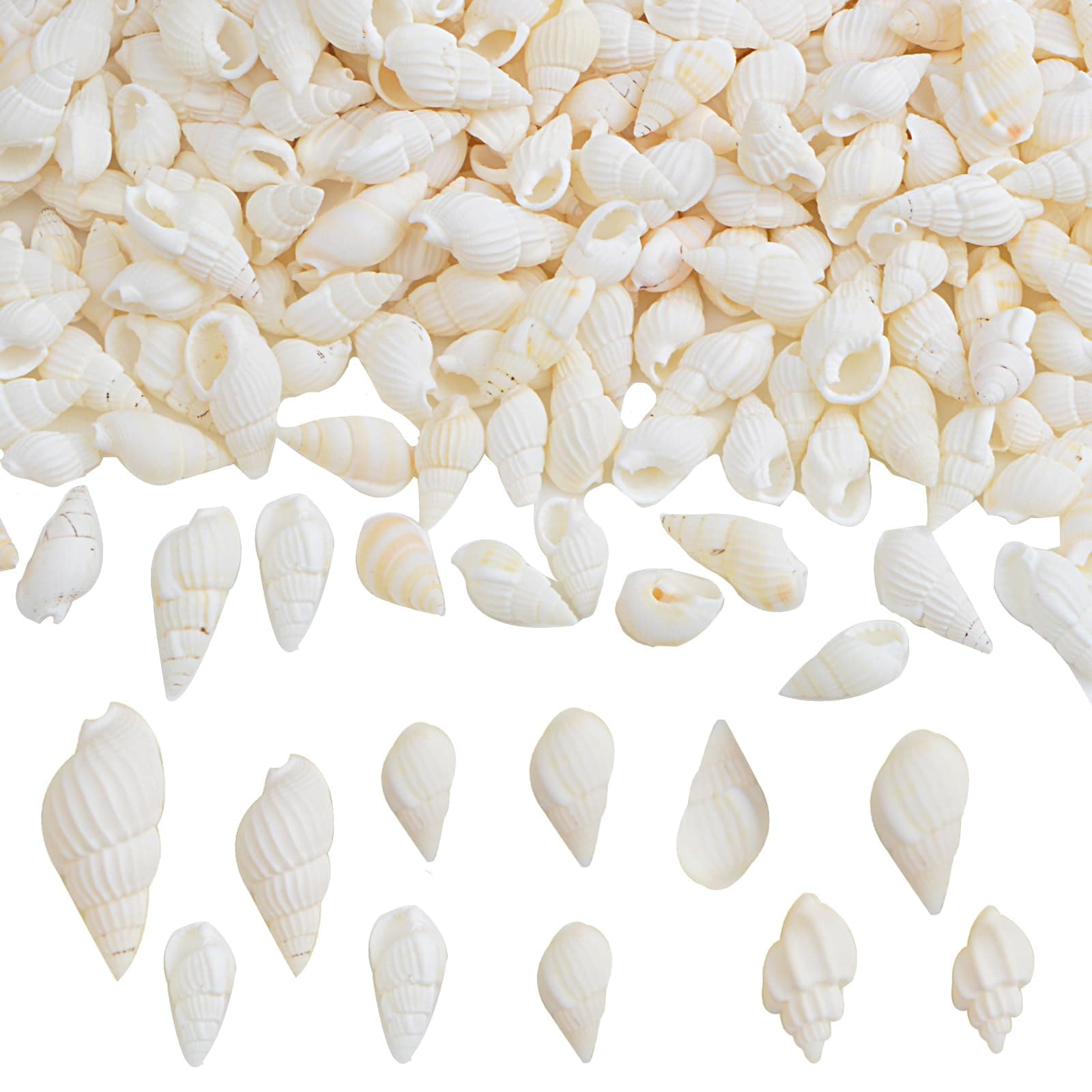 Approx 700pcs Small White Clam Cay Seashells Natural Tiny Sea Shell Mini Spiral Conch Shells Crafts Charm Accessories for DIY Fish Tank Vase Fillers Home Beach Party Decorations