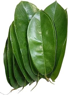 JA Products Soursop Leaves/Mulseetha Leaves/Graviola Leaves (50 Leaves)