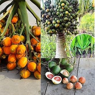 SANJU Inter-Mangala Variant Dwarf Betel Nut/Supari Live Plant