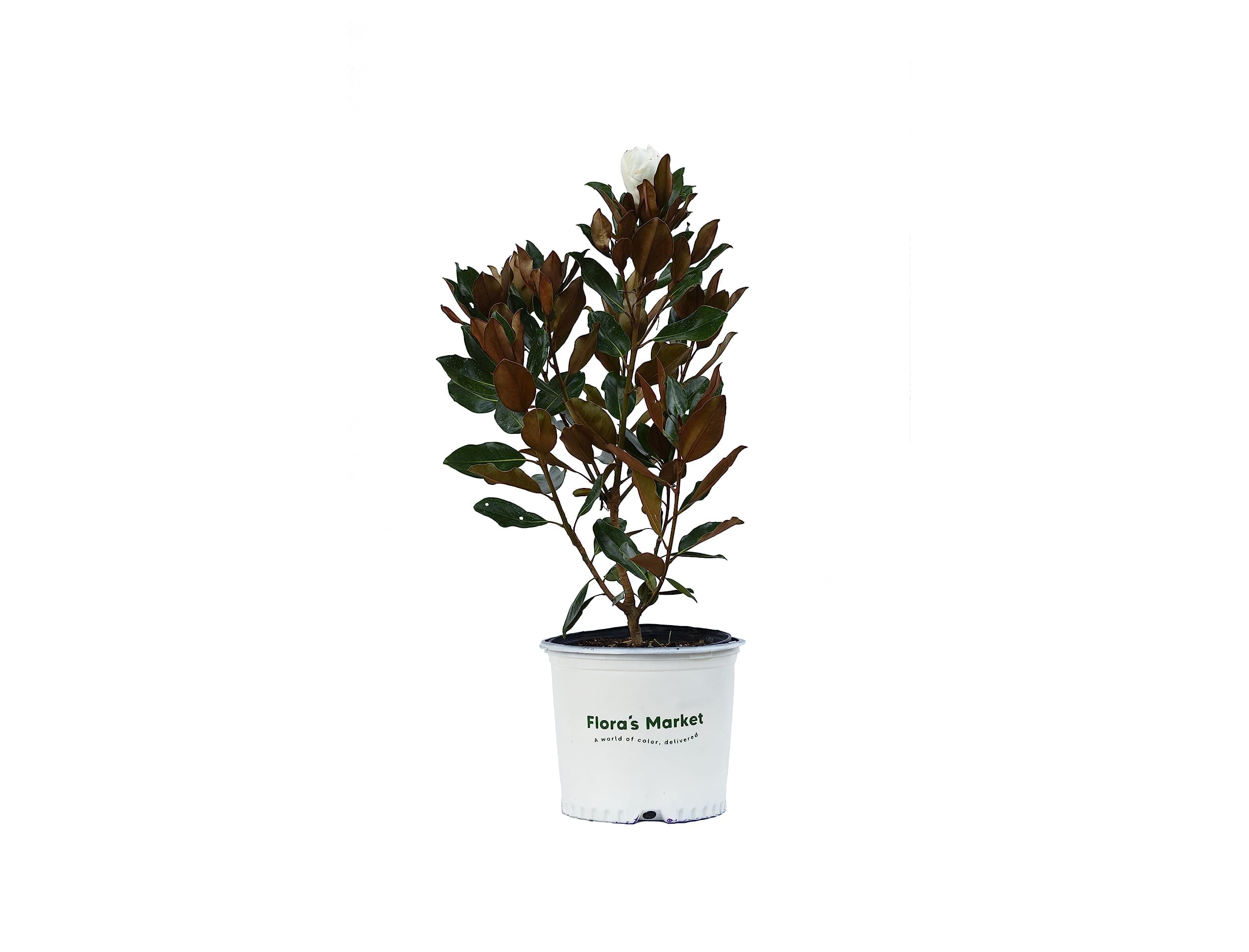 Little Gem Magnolia (2-3 ft.) - Includes Planting Kit