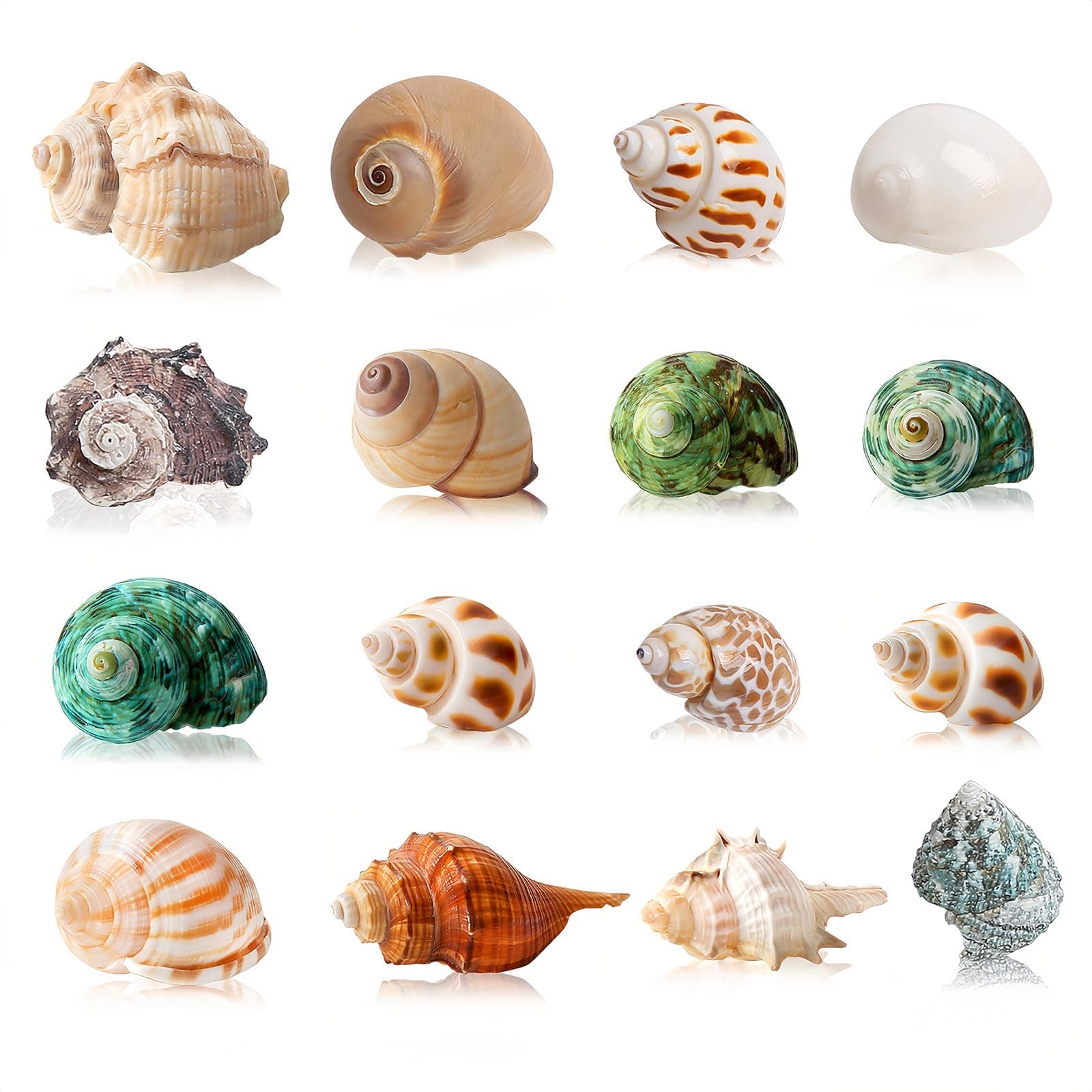 16PCS Hermit Crab Shells Medium Small