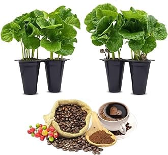Coffee Plant "Arabica" Real Live Plant for Sale (4 Pack) | Coffee Lover's Dream | Easy to Grow Live for Planting | Grow Your Own Food on Your Edible Organic Garden | (Arabica, 4)