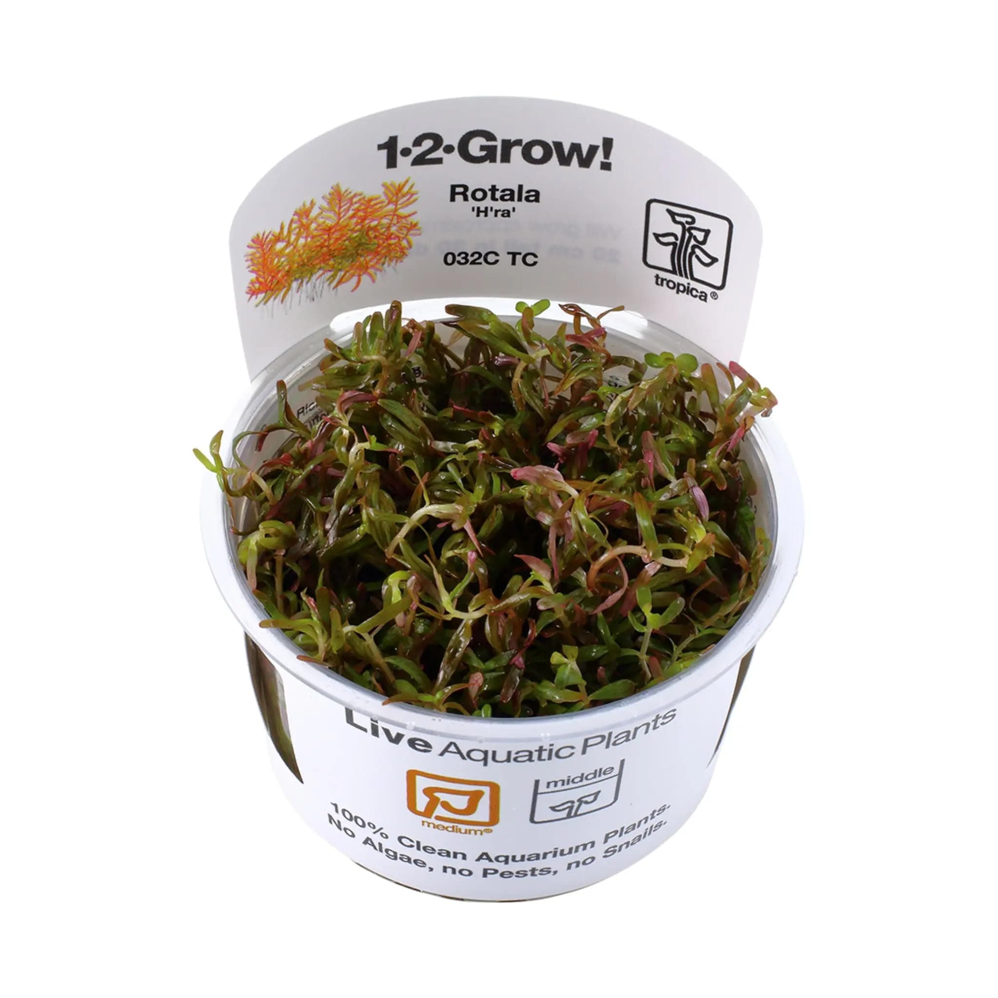 Rotala 'H'ra' 1-2-GROW!