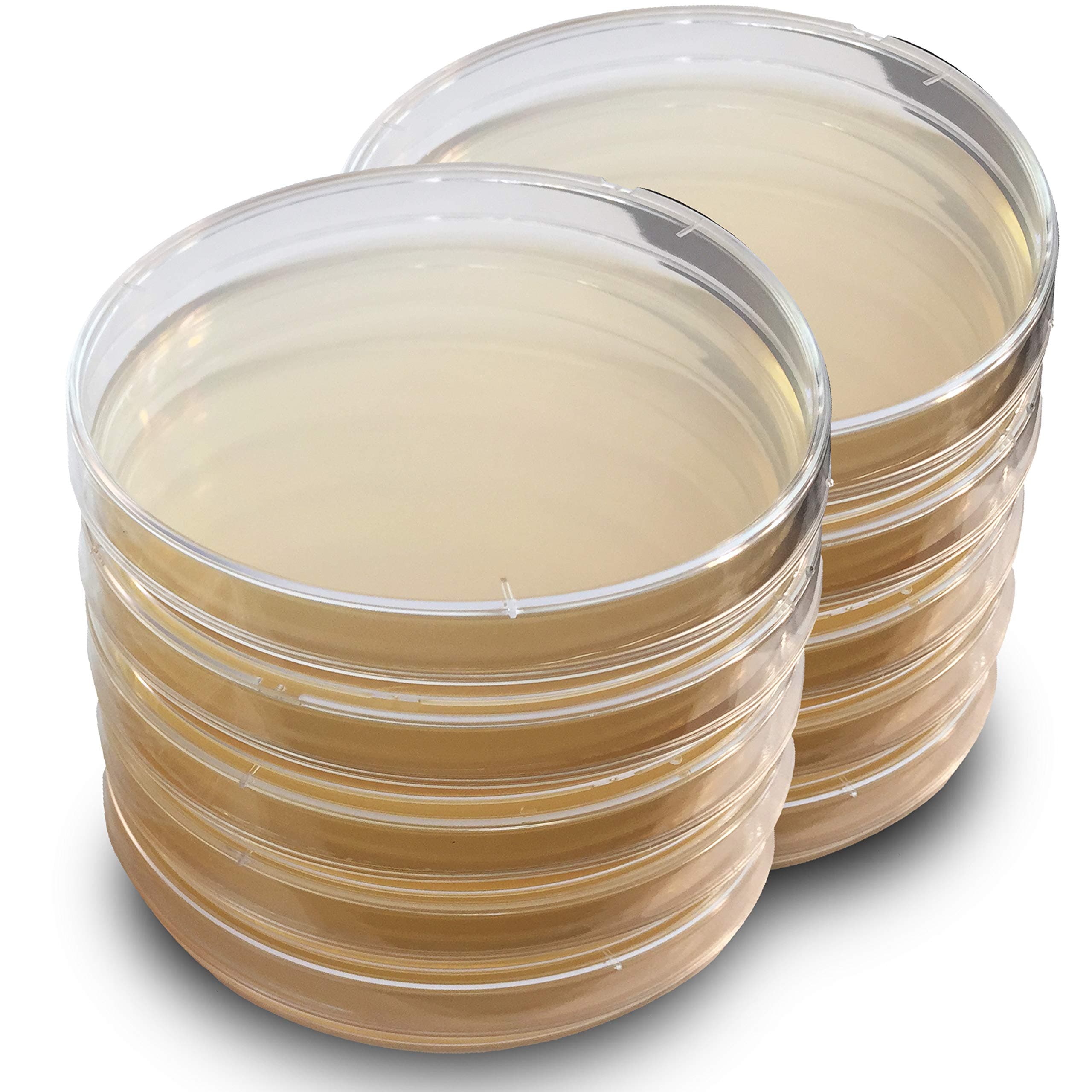 ES EVVIVA SCIENCES LB Agar Plates - - Sterile Prepoured Luria-Bertani Agar (LB) Petri Dishes - General Purpose Media for Bacteria, Molds & Fungus - Top Science Kit for Science Fair Projects!