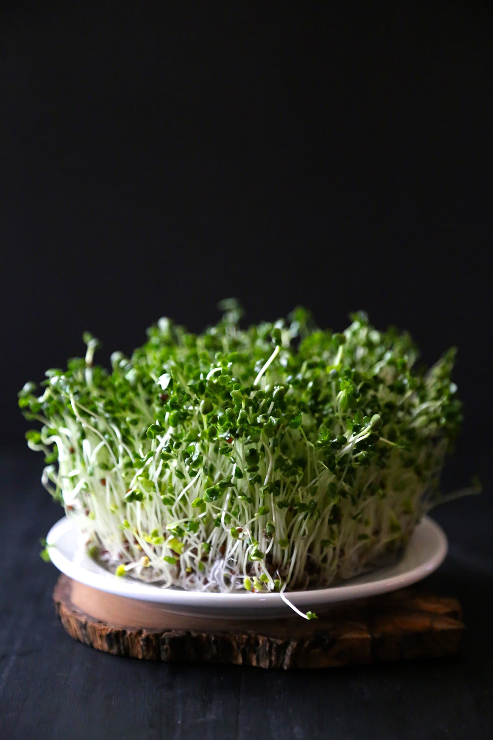 Certified Non-GMO Broccoli Seeds for Sprouting Sprouts Microgreens (4oz (20000+Seeds))