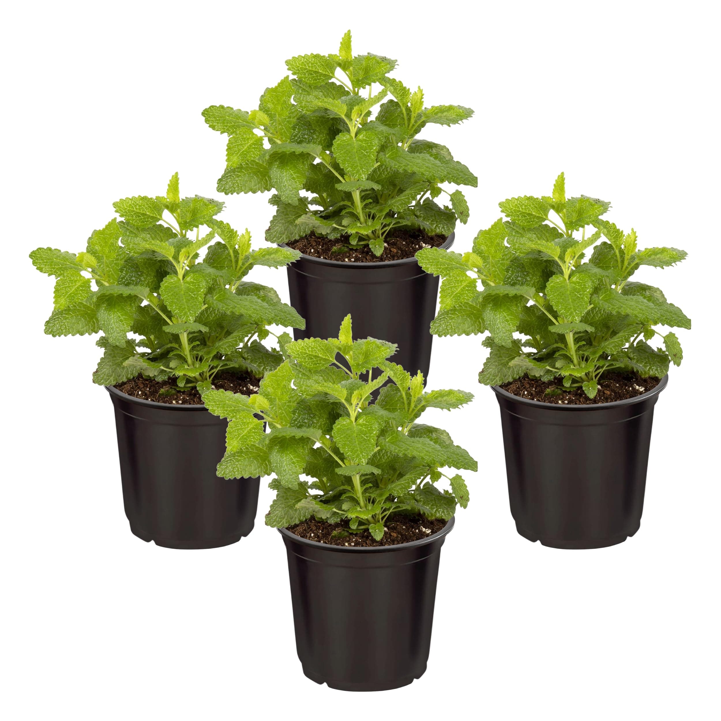 Live Aromatic and Edible Herb - Lemon Balm (4 Per Pack), Naturally Reduces Stress and Improves Air Quality, 8" Tall by 4" Wide