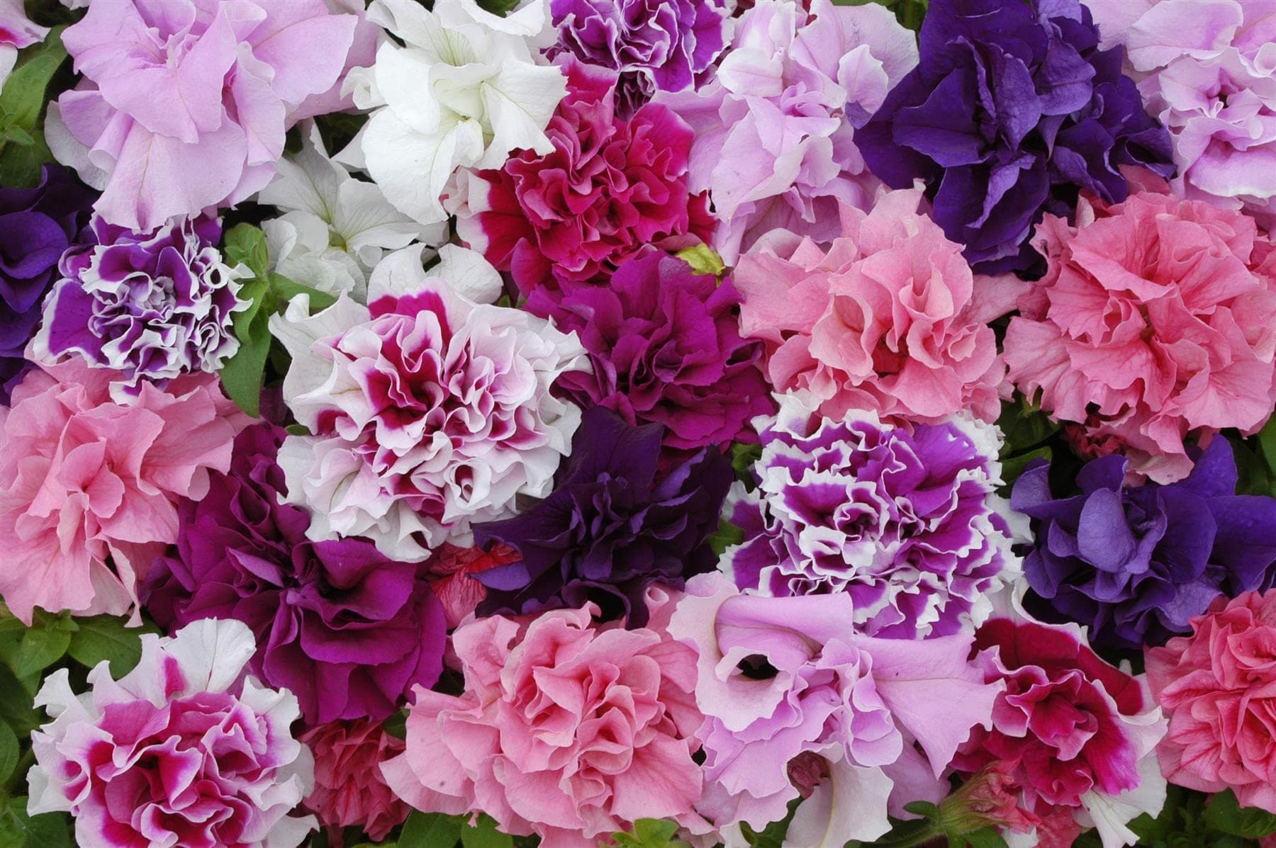 – Perfect Plants - Petunia Double Flowered Mixed Bedding Plants - 6 Pack Garden Ready Plants