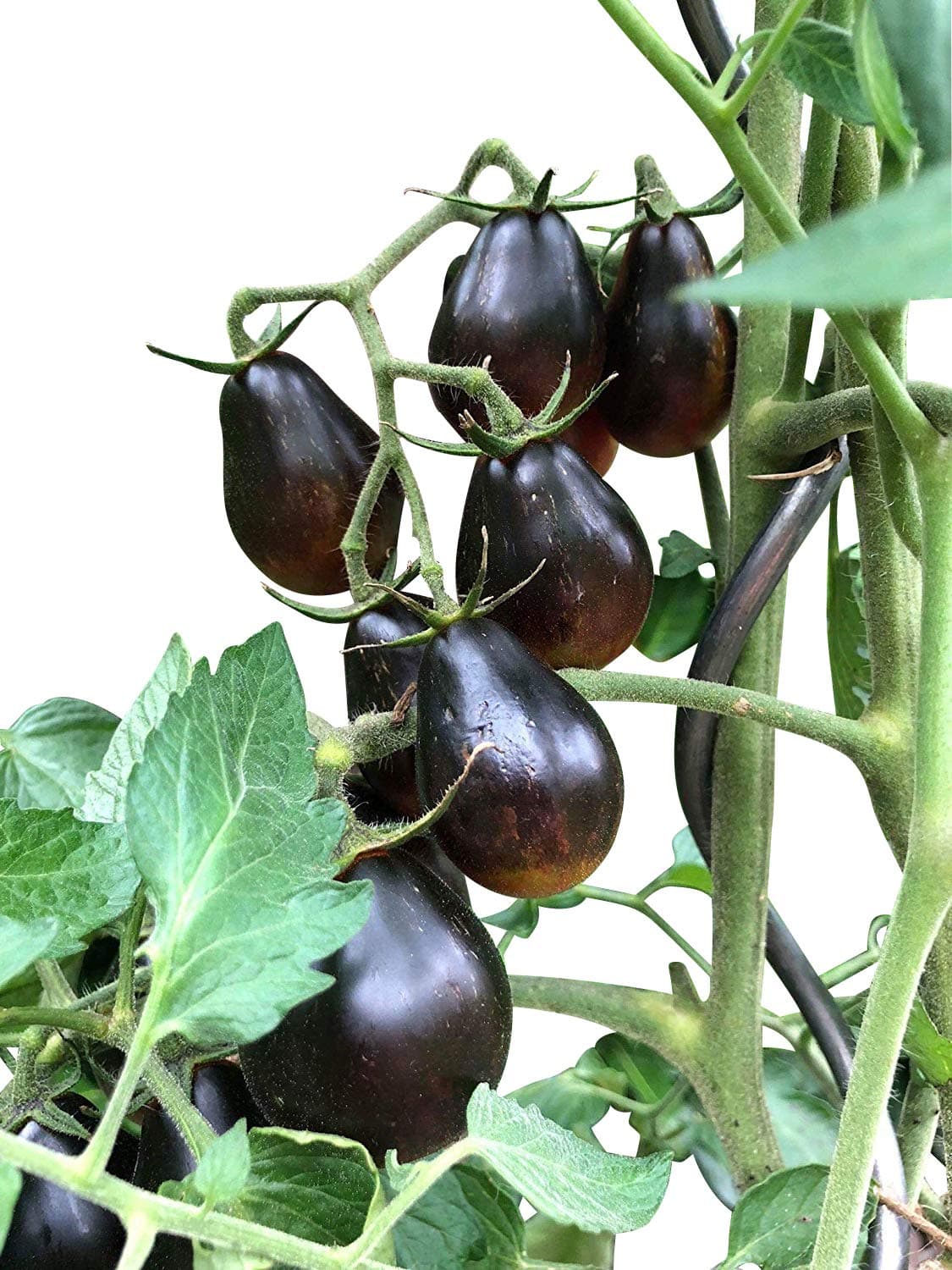 Rare Blue Keyes Tomato 10 Seeds -by Samenchilishop