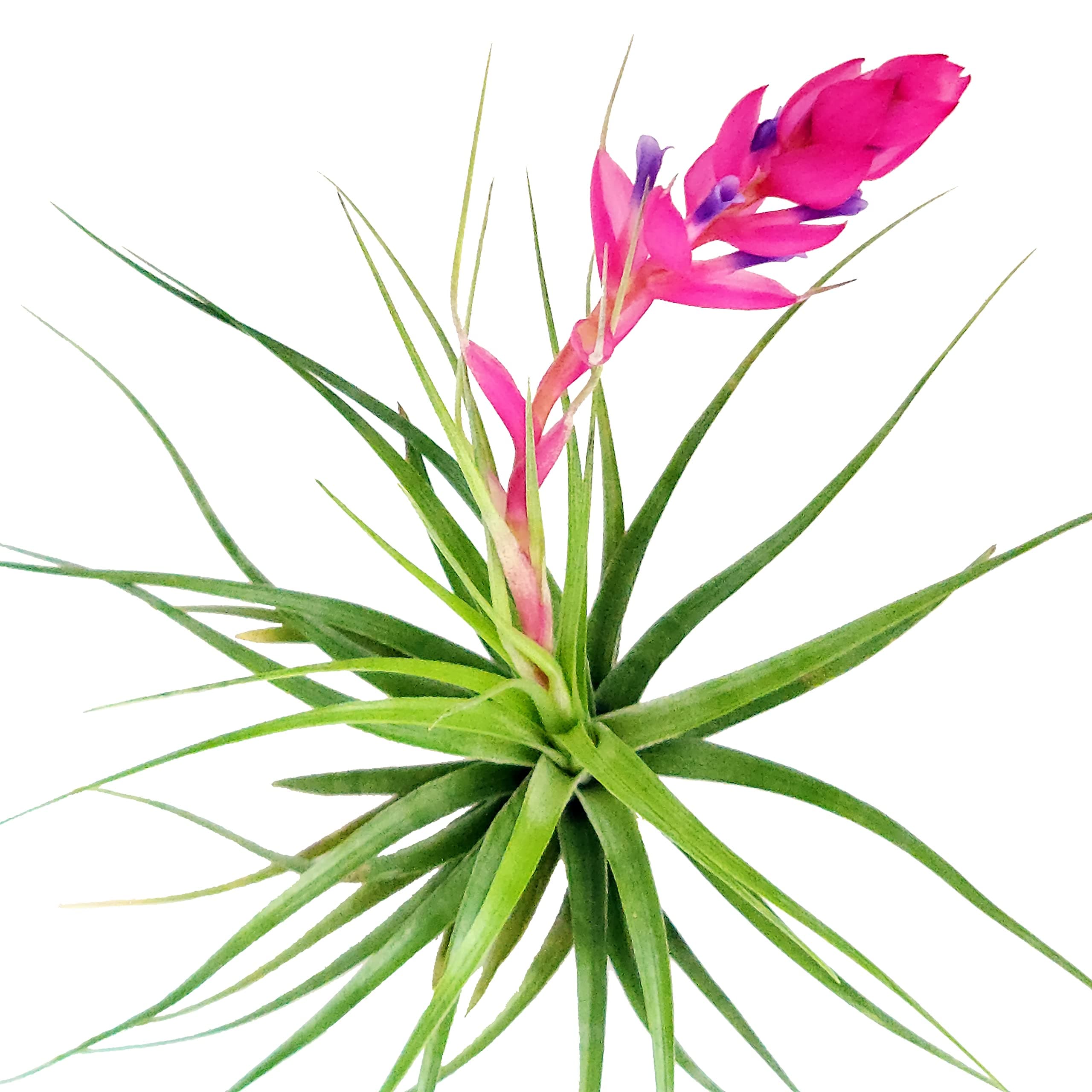 Large Air Plants - 5 Stricta Hard Leaf - 4 to 6 Inch Air Plant - Color & Form Varies by Season - 30 Day Guarantee on Tillandsia from The Drunken Gnome (5, One Size 4-6")