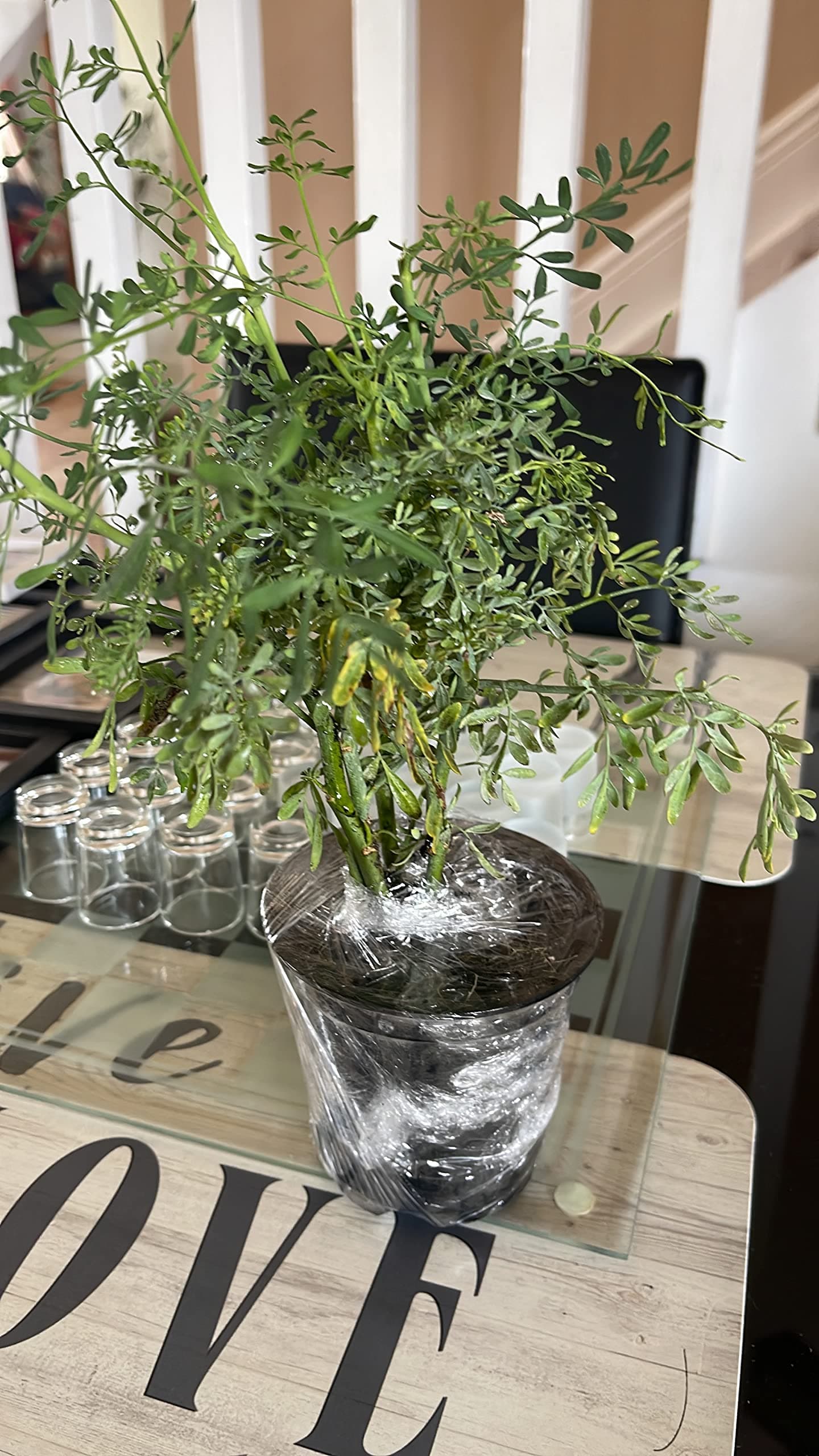 ruda/rue Full Plant with Root