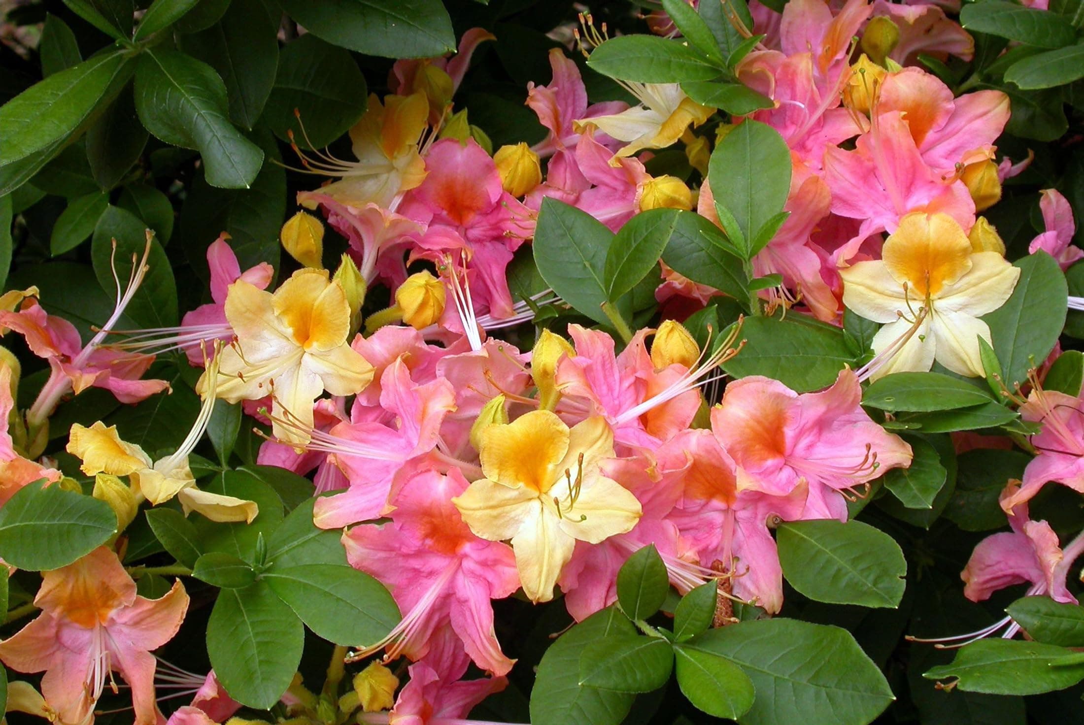 Garden Rainbow Deciduous Azalea Plant - 4" Pot