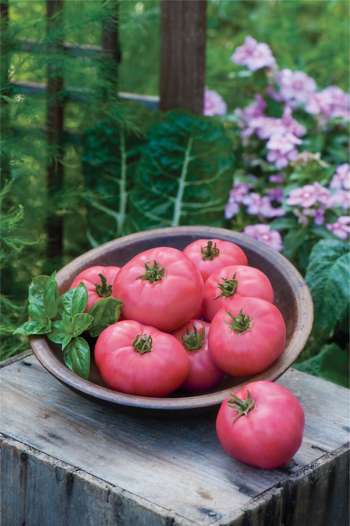 JustSeedVegetable - Tomato - Big Pink - 10 Seeds