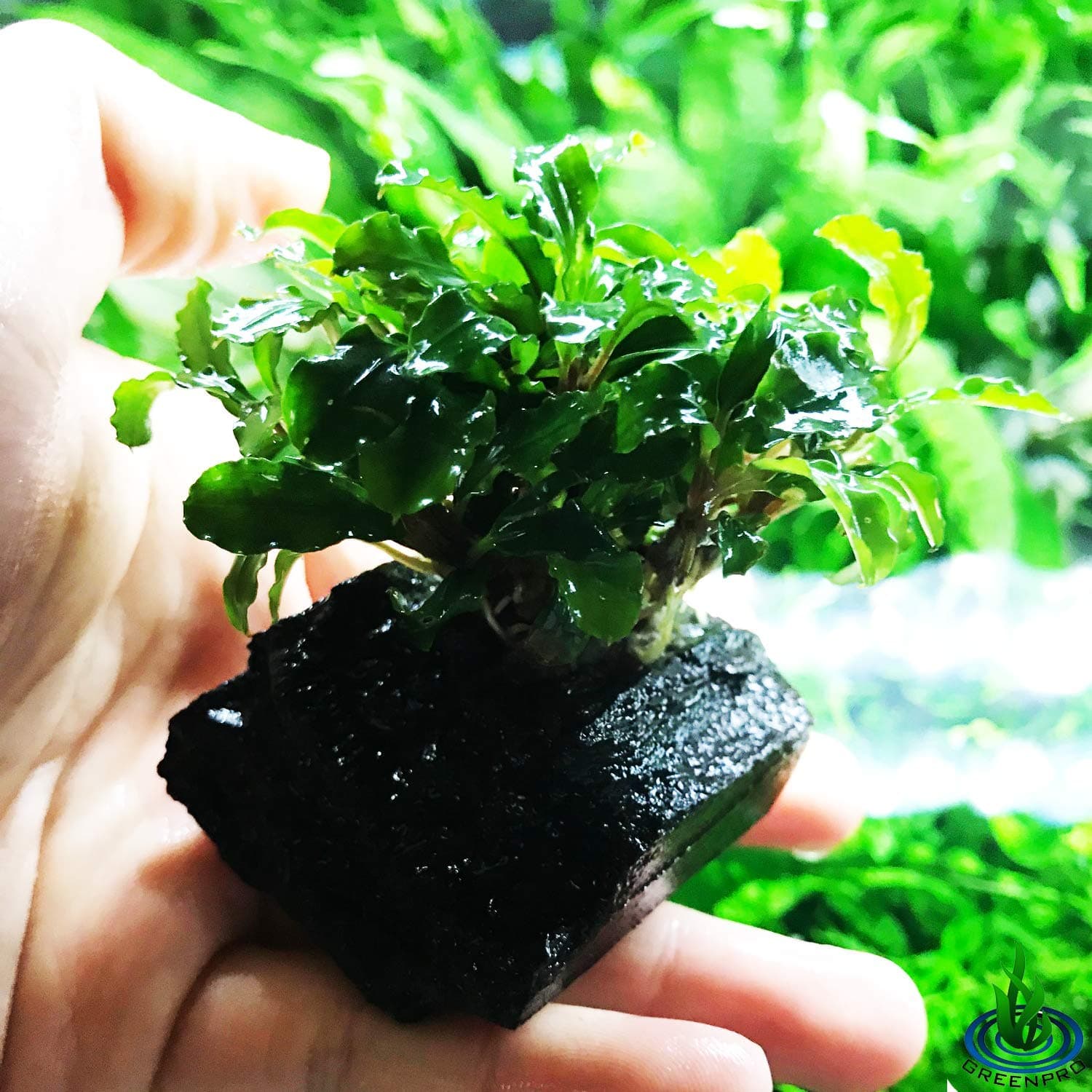 Greenpro (Bucephalandra Green Wavy) Anubias, Java Fern, Moss and More! Freshwater Live Aquarium Plants on Driftwood for Aquatic Tropical Fish Tank Decorations - Easy for Beginner