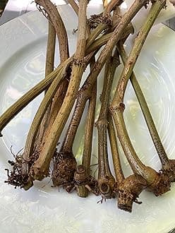 Fresh Piper Betel Vine Plant Cuttings, Live Betel Leaf Stems for Growing