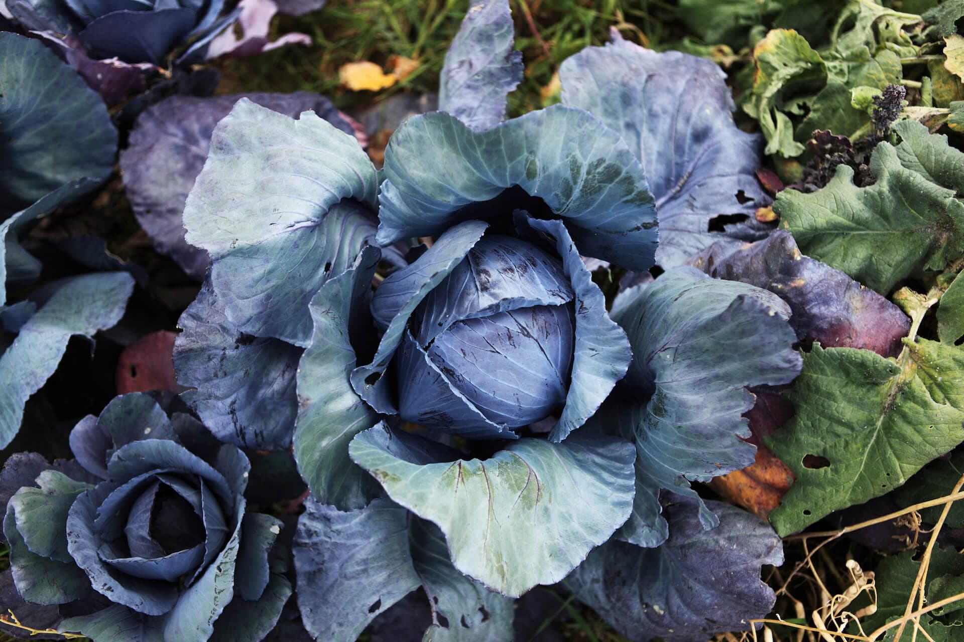 Siddhi Vinayak Gallery® Imported CABBAGE RED Seeds - Open Pollinated Vegetable seeds Kitchen Garden Packet (Pack of 100 seeds/paket)