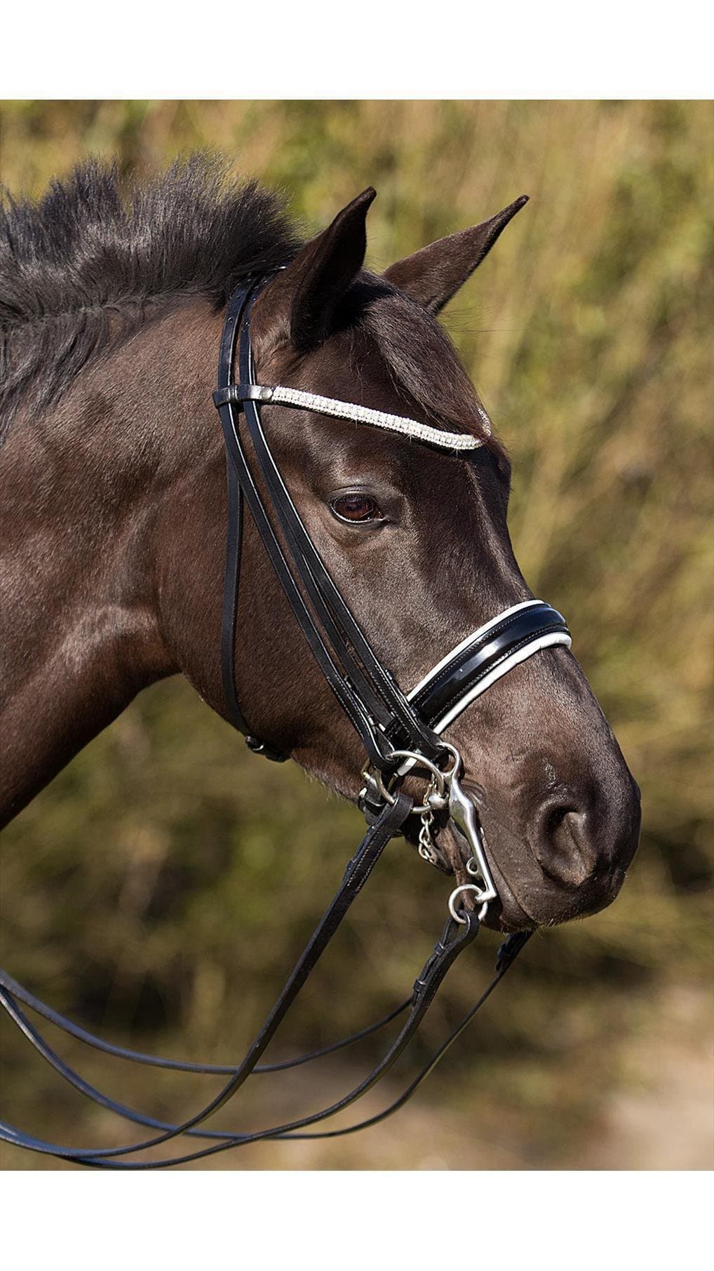 Primera Prades Curb Bit for Full-Blooded / Black / White