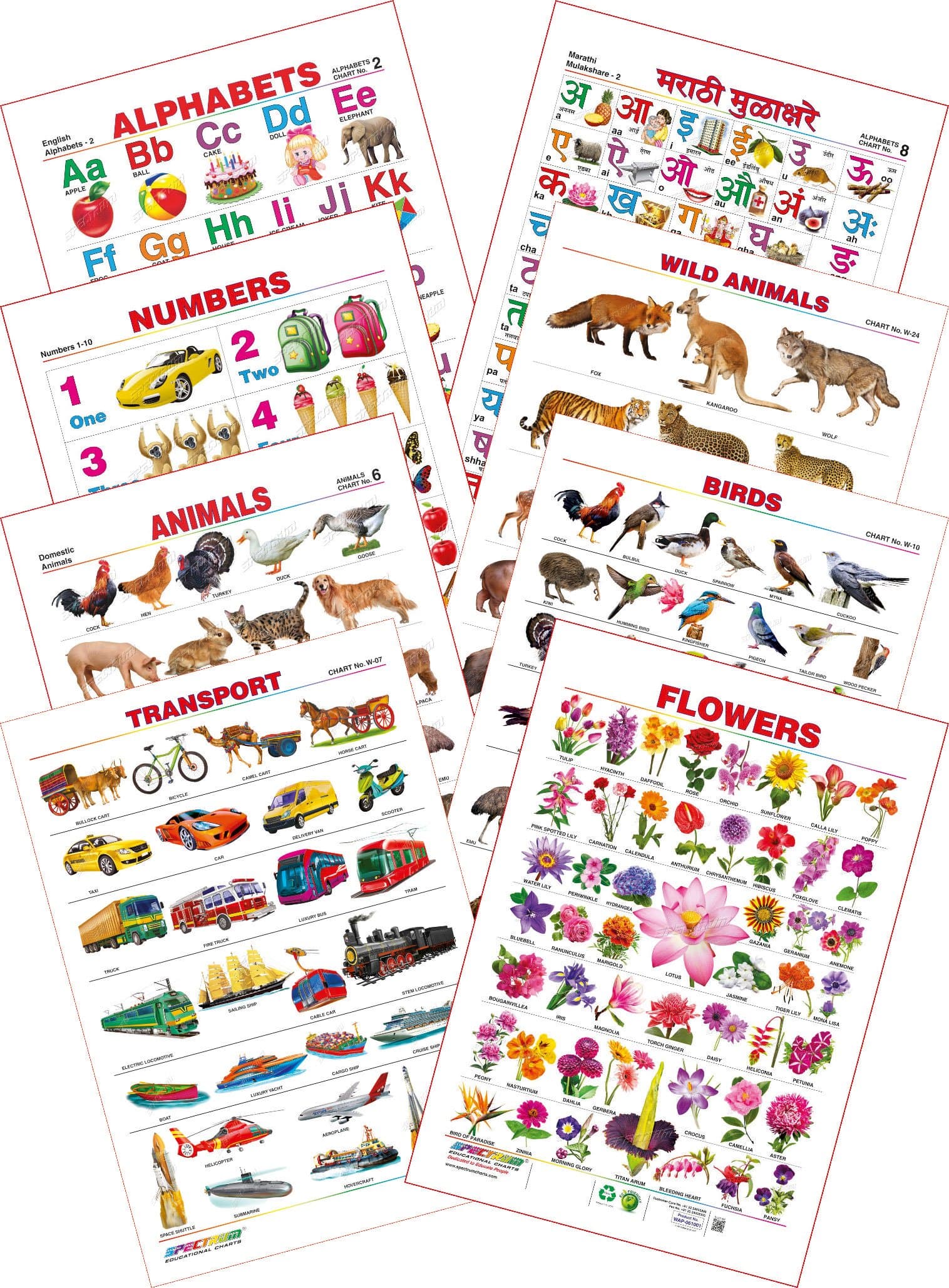 Spectrum Educational Mini Wall Chart (Set of 8) : Set 14 ( English Alphabets , Marathi Mulakshare , Numbers 1-10 , Transport , Flowers , Birds , Domestic Animals & Wild Animals ) [Wall Chart] SPECTRUM