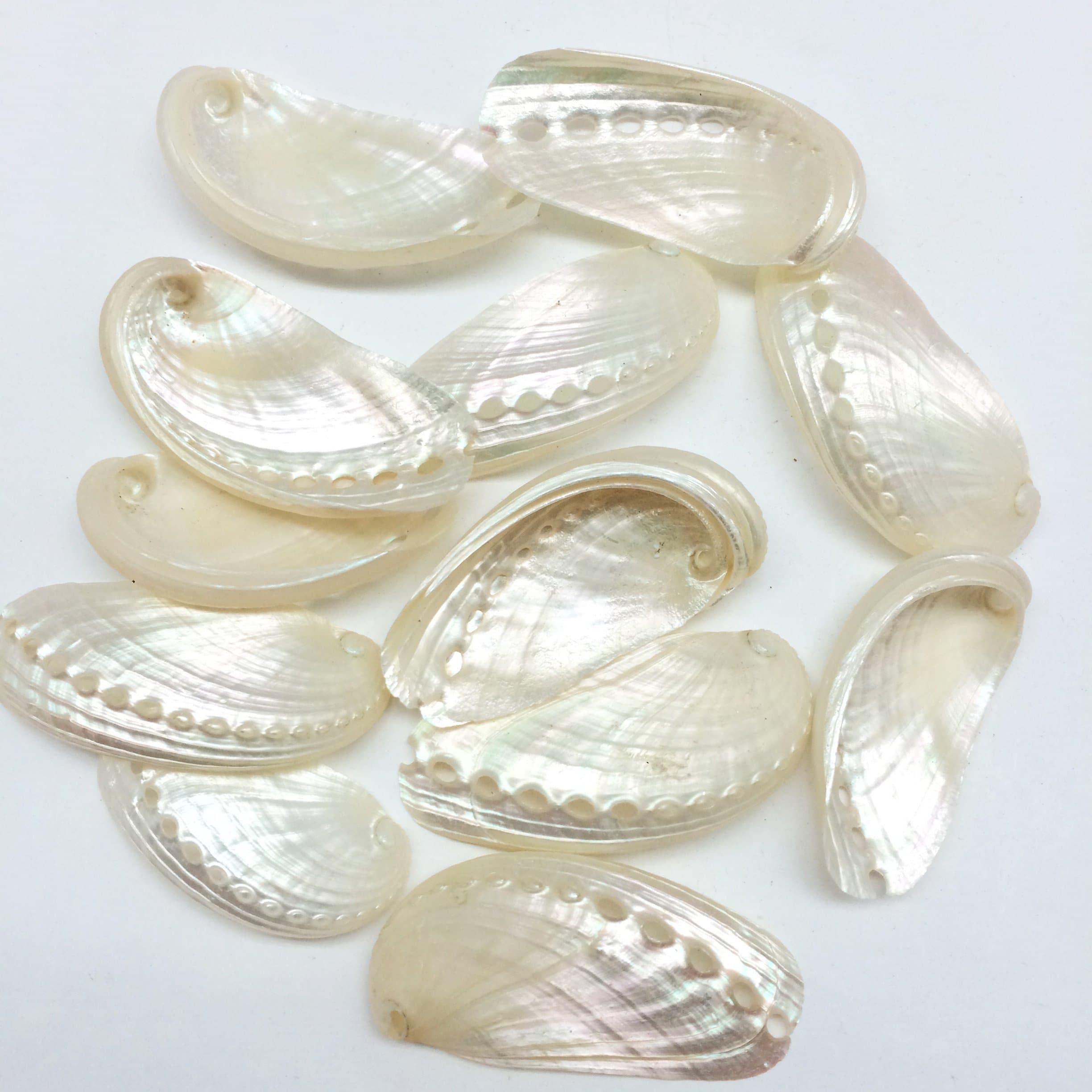 PEPPERLONELY12PC Pearlized Mule Ear Abalone Seashell, 2 Inch ~ 2-1/2 Inch