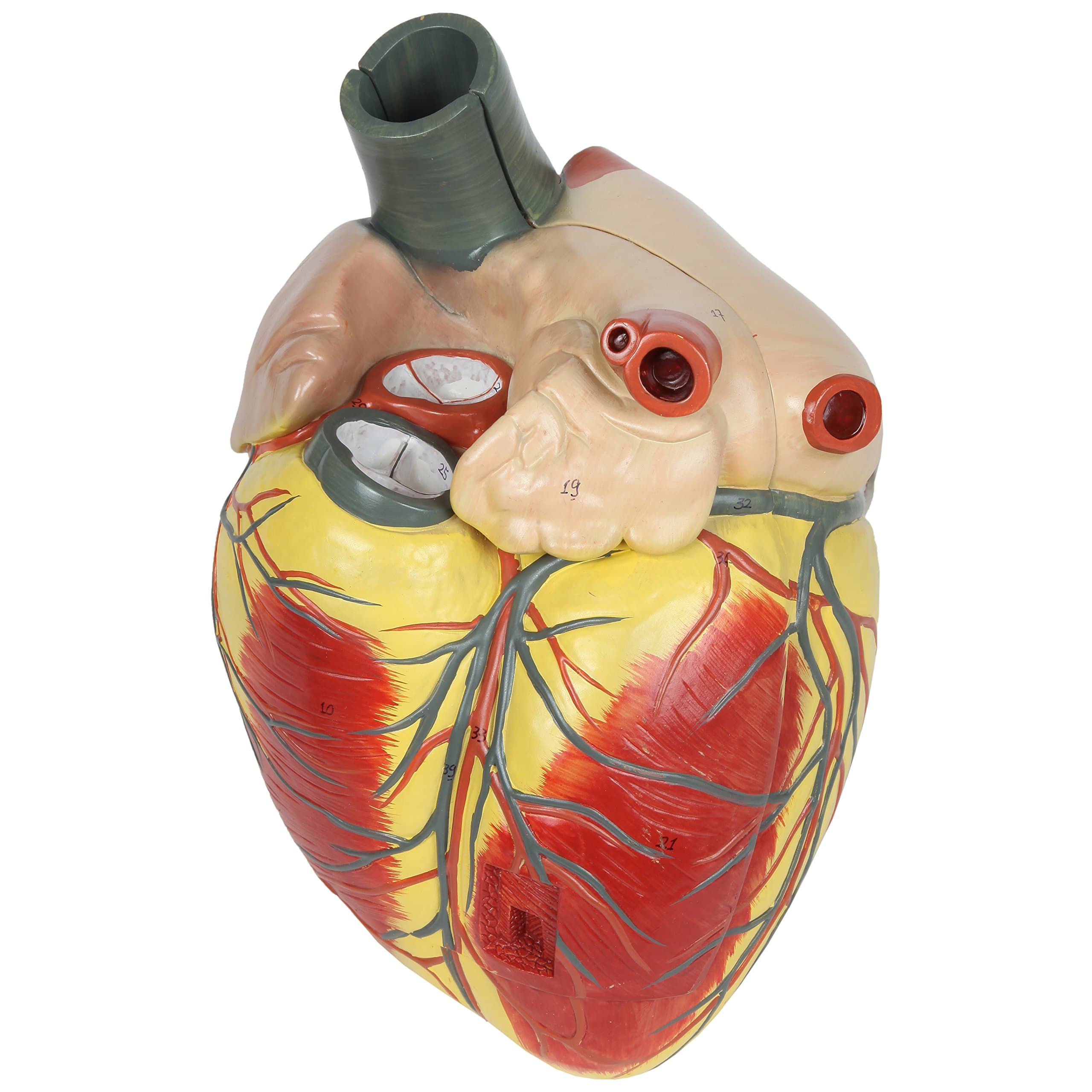 Large Human Heart Model, 3x Life-Size, 3-Part Numbered Anatomical Heart Illustrates 34 Internal Structures, Magnetically Connected, Includes Product Manual, Made by Axis Scientific