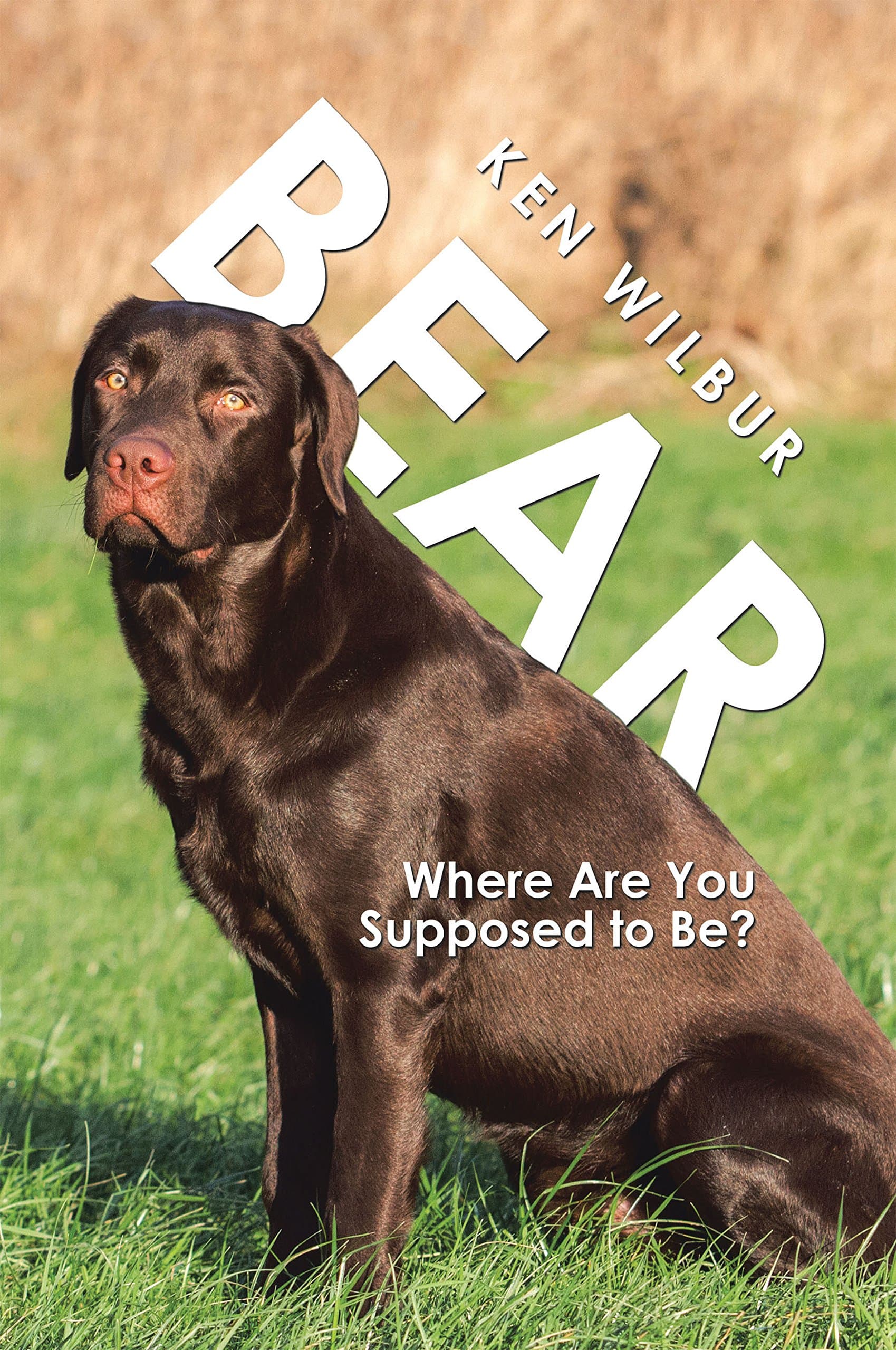 Bear: Where Are You Supposed to Be?