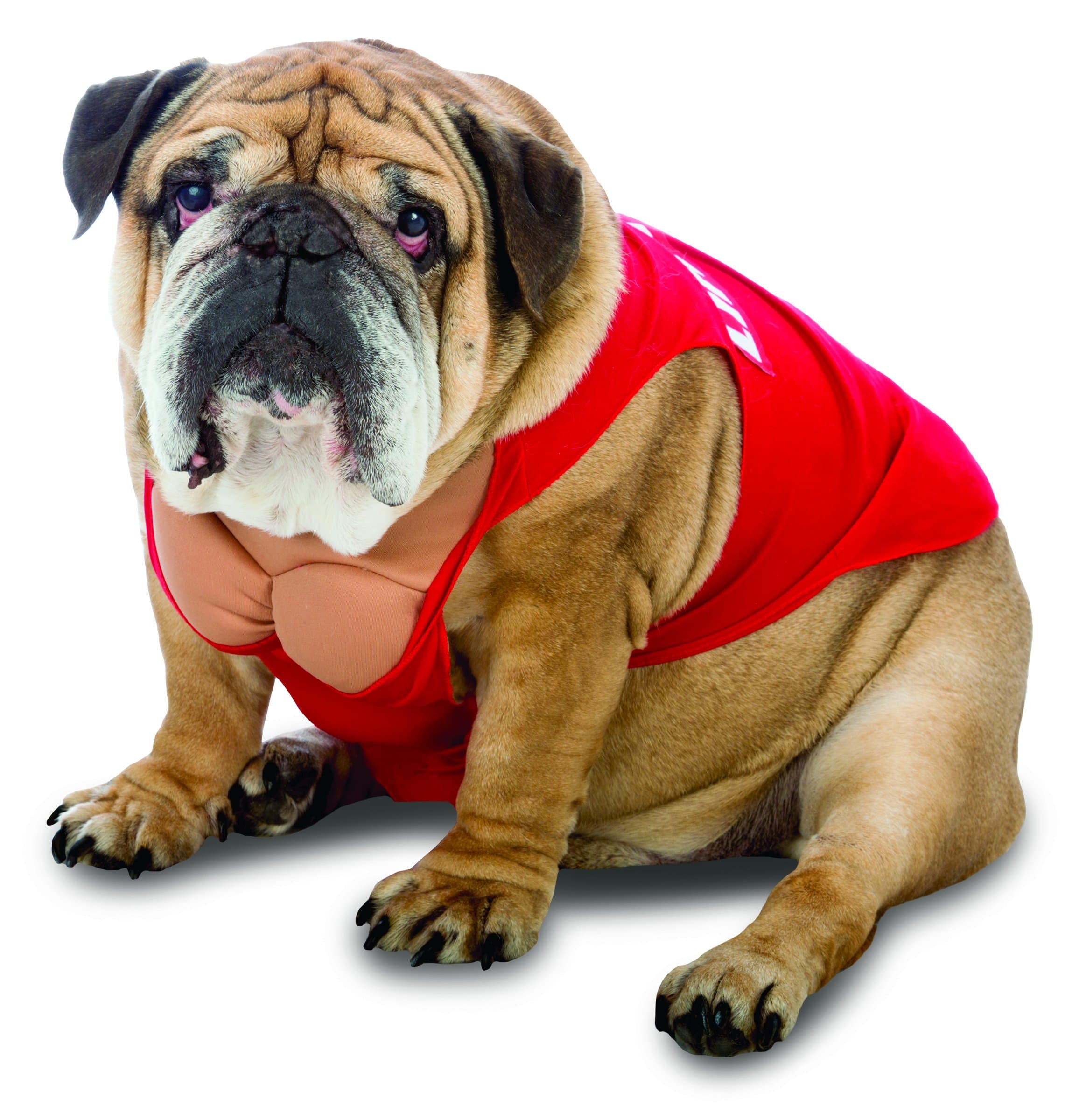 Rasta Imposta Lifeguard Dog Costume, Medium