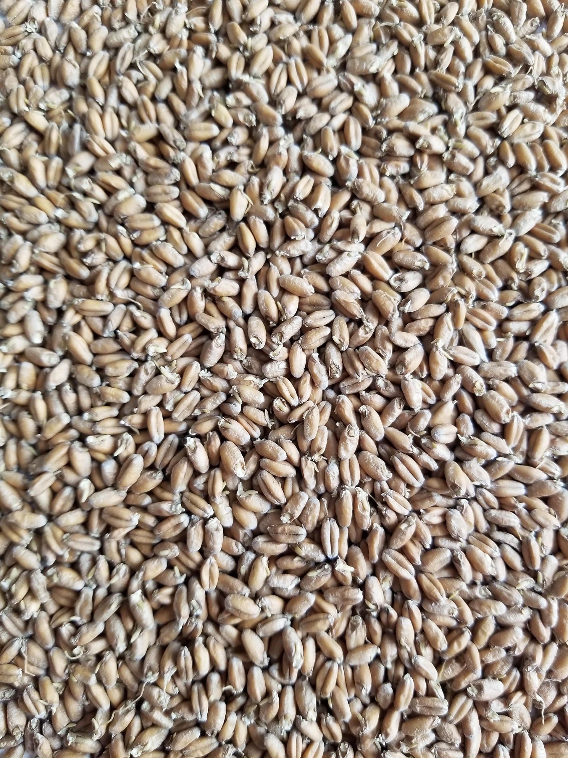 Haus Malts Malted Soft Red Wheat 10lb Bag