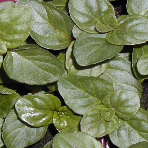 Pick 'n' Mix Mint Herb Plants - Huge selection from award winning nursery (Eau de Cologne)