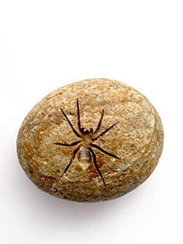 Rocknob Colorado Spider Gear Shift Knob