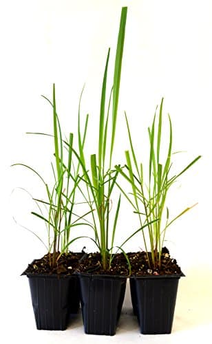 9Greenbox Lemon Grass, 4 Pound (Pack of 6)