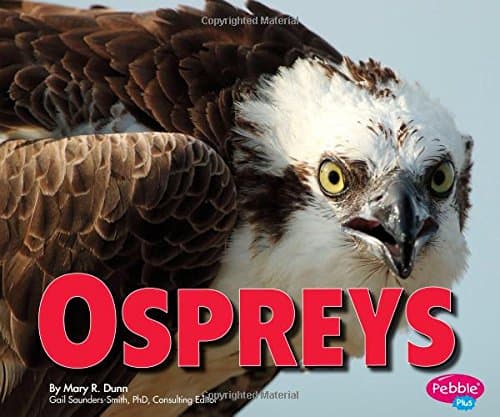 Ospreys (Birds of Prey)