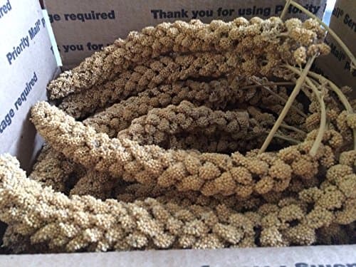 Premium California Spray Millet 2 Lbs