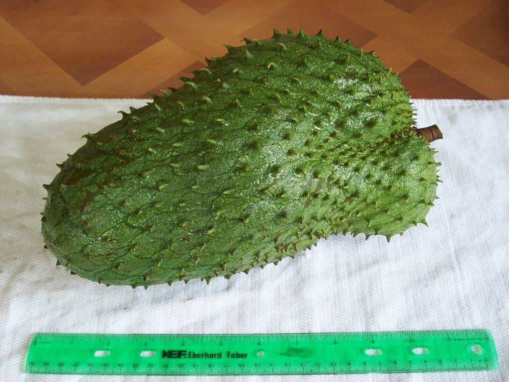 Soursop (Annona Muricata) 10 Seeds