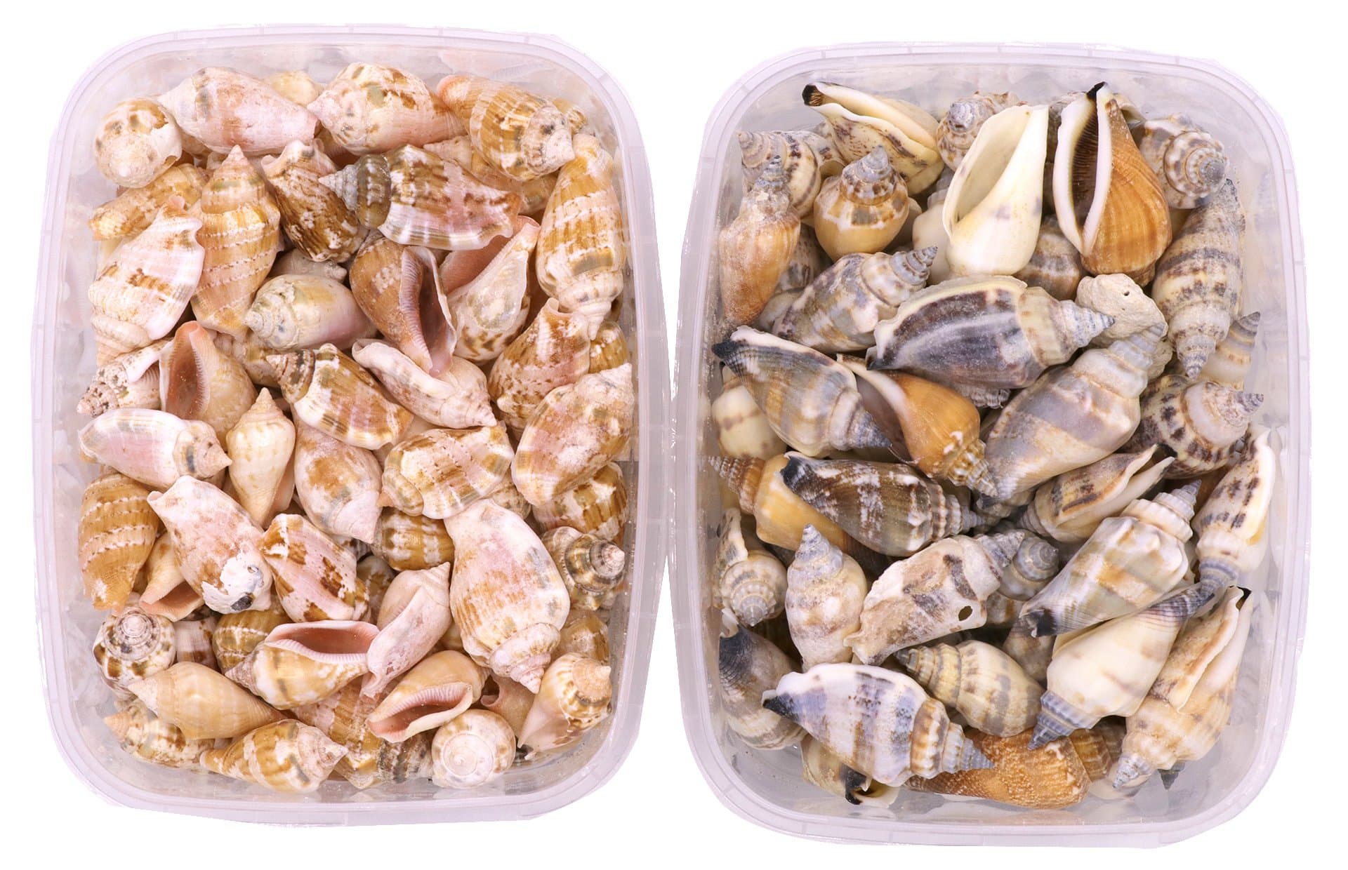 Seashells - Little Bear Conch Duo Pack 200 Grams - Shells for Crafts Supplies and Decoration, Minituare Garden Ornaments Beach White Sea Shells and for Jewellery Making
