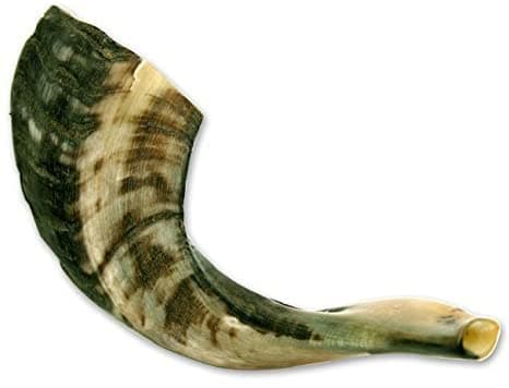 Natural Ram Horn Shofar (10"-12")