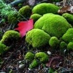 100% Live PIN Cushion Moss (LEUCOBRYUM)
