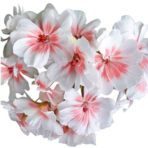 Homegrown Packet Geranium Seeds, 20 Seeds, WERA Geranium