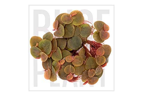 Phyllanthus fluitans - x5 Live Floating Plants (Red Root Floater) - Live Aquarium Plant
