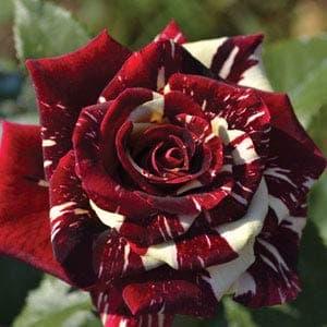 Abracadabra Rose Plant - Grafted