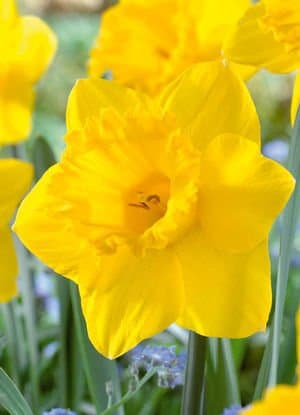 King Alfred Jumbo Daffodil Bulbs - Value 100 Bulb Bag - for Fall Planting 14/16 CM.